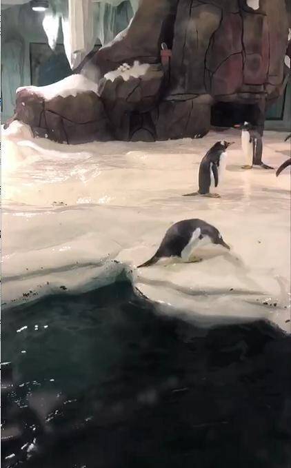这是我见过最倔强的企鹅：尝试上岸滑倒了无数次，依然坚持不放弃