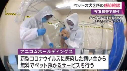 日本首次报告宠物犬确诊，政府：尚无证据证明狗会成为传染源!
