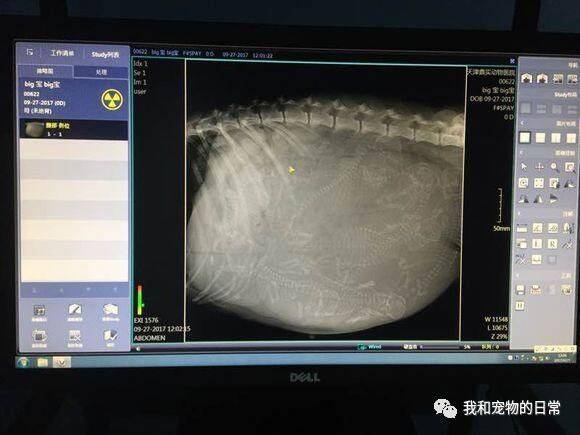 哈士奇怀孕了很久，带它去拍片子把医生都吓到了，二哈果然与众不同！