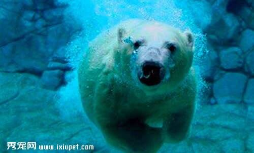北极熊水中憋气破纪录 而背后的故事令人心酸