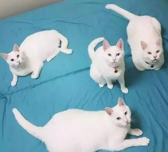 网友家明明养了四只喵，可总感觉只有一只猫可撸