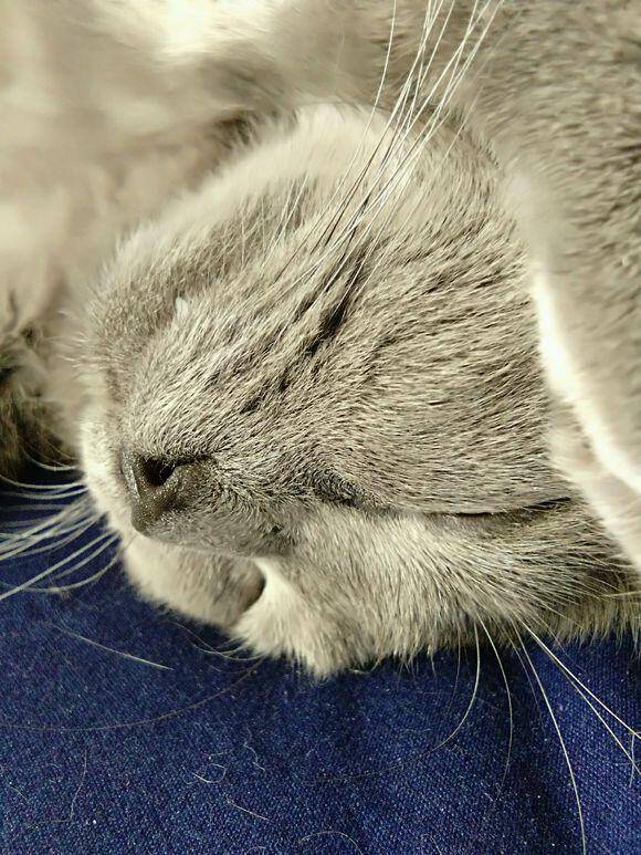 网友养英短蓝猫的3个艰辛历程：自己选的猫，跪着也要好好养！