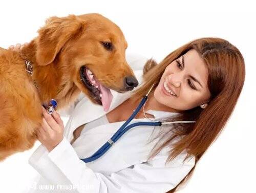 国内宠物医疗行业正式进入转诊时代!