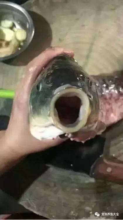 活着不好么？！……鱼的内心是崩溃的~