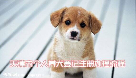 天津市个人养犬登记注册办理流程