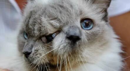 澳大利亚宠物猫生下“双面猫”:一个嘴进食另一个喵喵叫!