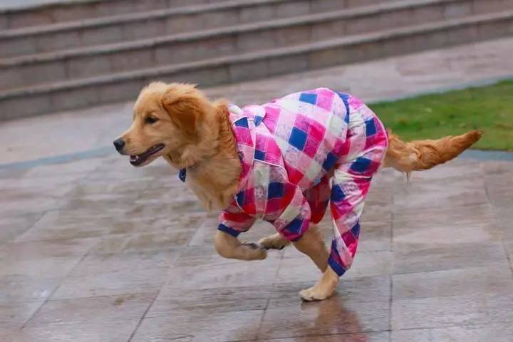 下雨天可以遛狗吗？