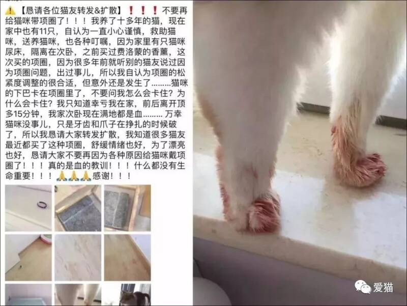 “曝光猫咪意外死亡合集！”铲屎官必须留心了！