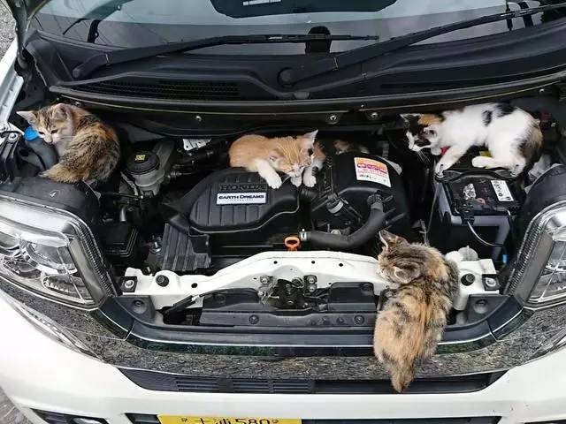 猫咪一家躲在汽车引擎上蜗居，幸好开车前打开了车盖检查