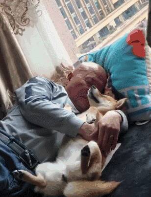 回家开门发现父亲抱着柯基入睡，最后狗狗挑衅的眼神亮了！