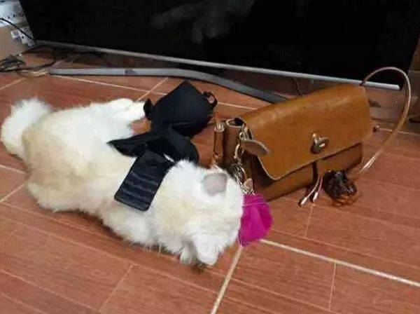 加菲猫总偷藏小姐姐内衣，结果这次被抓现行，猫的反应绝了！