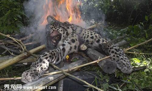 印度豹子偷袭拣柴村民 被打死焚尸
