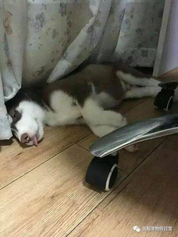 小奶狗二哈在外面叼回一只小猫当玩具，结果因为争宠而天天欺负猫咪！
