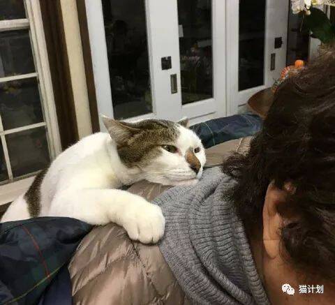 网友家的猫特别的粘人，每天都要主人背着它，看完…好嫉妒！