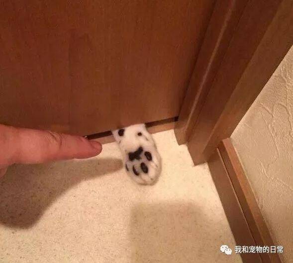 网友起床发现门缝下出现了一只猫爪子，忍不住戳了一下，发现不妙！