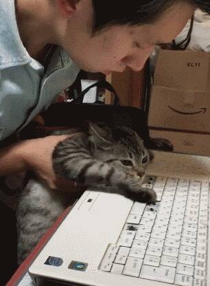 猫咪抠坏键盘被主人抓来质问，瞬间开启戏精模式