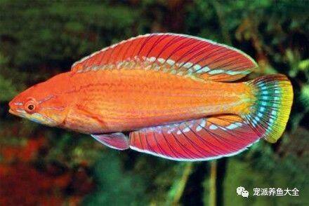 【每日一鱼】海洋里的“色彩大师”——红鳍闪光龙鱼~