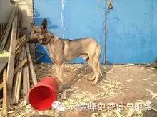 中华狼青犬