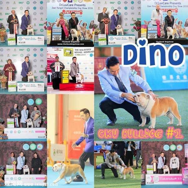 2016年CKU冠军展年度积分榜犬只介绍-Dino|斗牛犬