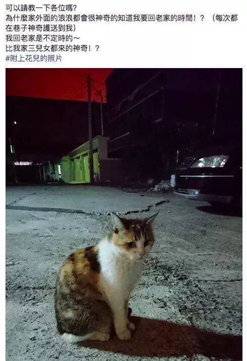 长期喂养的流浪猫与自己好像有心灵感应，背后的真相让人泪目…