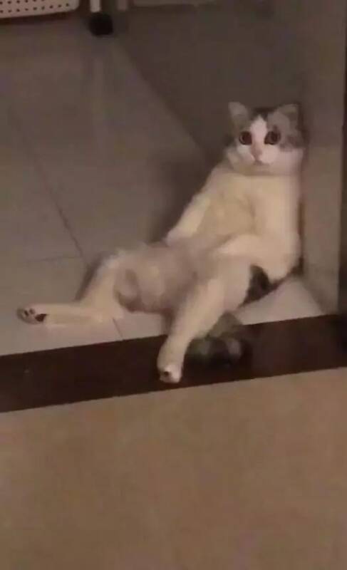 猫咪做完绝育后表现反常，主人半夜不放心，打开灯后看到这画面！