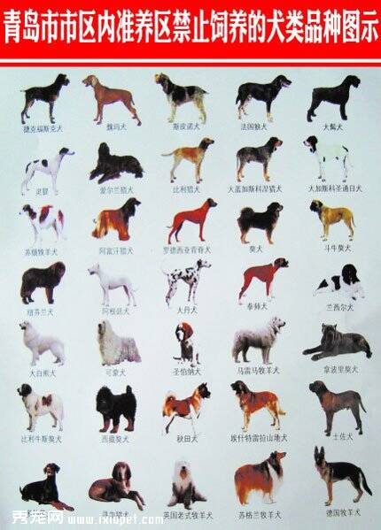 青岛35种禁养犬种名单 体长超过100厘米的大型犬在列
