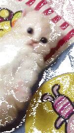 也不知道这只橘猫长大的过程中，到底经历了些什么……