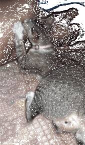 女主人和男主人睡觉时，突然听到有吮吸声，醒后看到这一幕...