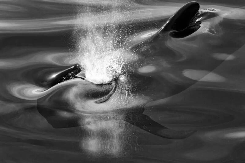 海洋之美~鲸鱼与海豚的梦幻肖像 | 摄影