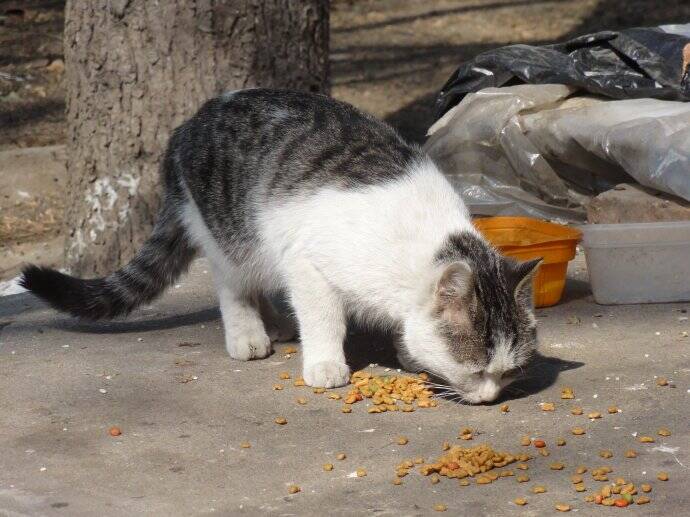 好心给流浪猫喂食一次，结果第二次猫咪就拖家带口赖上了