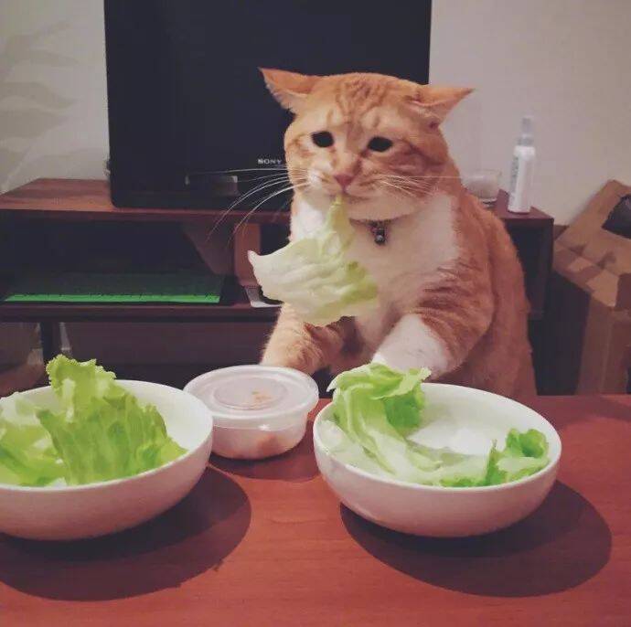 没错，这就是减肥三天了的我啊！