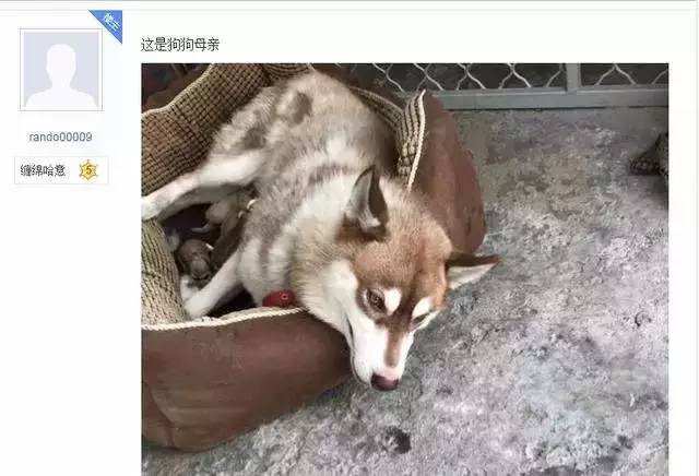 二哈被田园犬搞大了肚子，生出来的宝宝竟然....