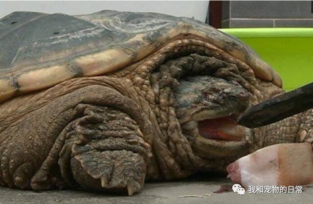 老人看到别人扔了一个脸盆大的乌龟马上捡回家，结果没两天就赶紧扔出了家门！