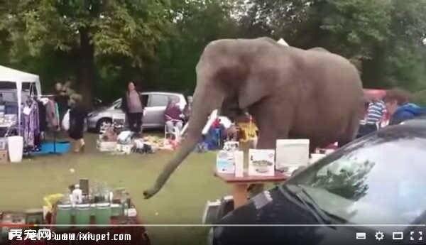 马戏团跑出来的大象逛二手市场