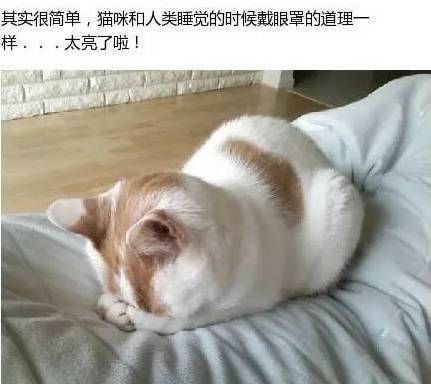 猫咪埋头睡觉好可爱，那么你知道背后的原因吗？