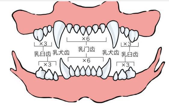 从牙齿看狗狗年龄