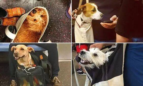 去了纽约地铁，才知道什么叫做真正的“狗袋”