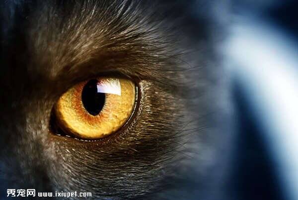 猫咪为何可以长时间不眨眼睛
