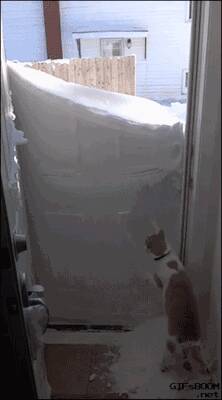 猫大爷着急要出去，却被大雪封门，于是自己动手刨雪