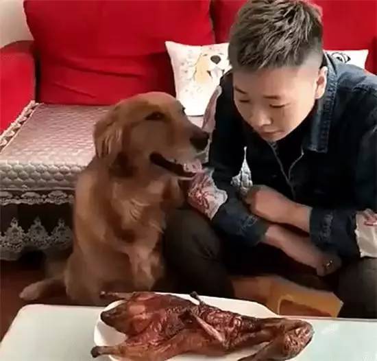 金毛见到主人买了一只烧鸭回家，金毛居然这么做……