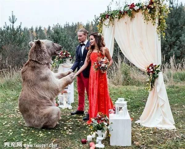 俄罗斯恋人婚礼邀请了一头真熊作婚礼的证婚人