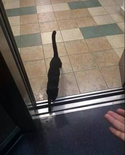 猫都能搭电梯去约会了，这世界对单身狗真是慢慢的恶意！