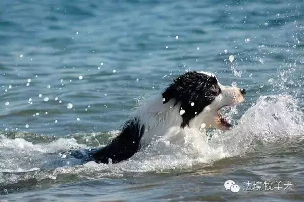 狗狗玩具如何训练狗狗游泳