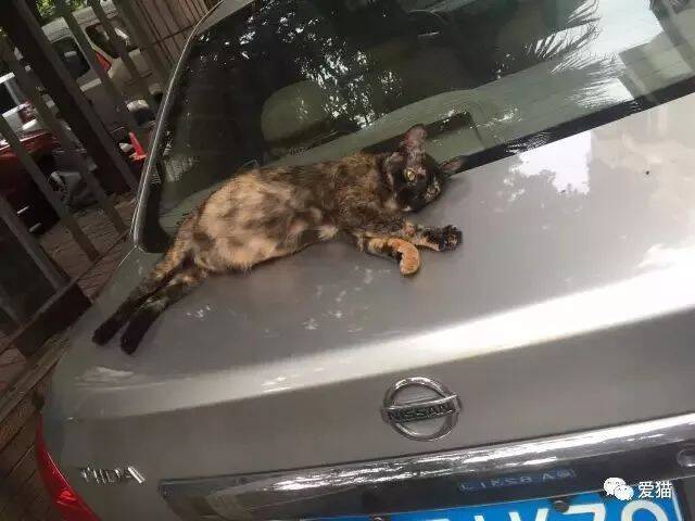 “你温暖了流浪猫，我也要温暖温暖了流浪猫的你！”