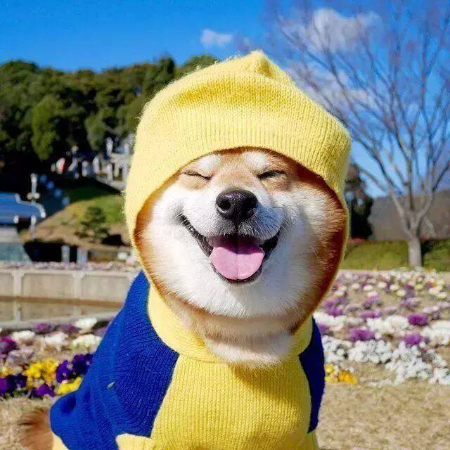 日本一柴犬因笑容治愈走红网络！网友：太甜了，羡慕主人！