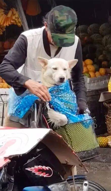 老爷爷给狗狗穿了雨衣，还是担心它淋湿，小草帽出场时萌哭了......