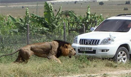 狮子伤人事件：狮子逃出公园咬人被枪击
