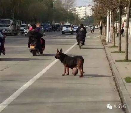 明明有家它却不能回，还要拖着带肿瘤的身体在街头流浪！