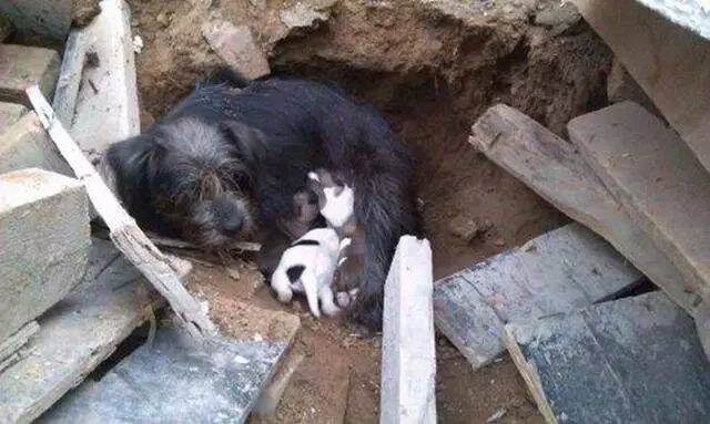 木材突然倒塌，狗妈妈用身体护着孩子，孩子得救自己却卡在里面！