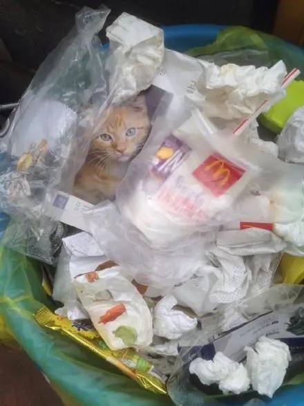 网友在垃圾桶里发现了一只喵，当救起来的时候却蒙圈了....
